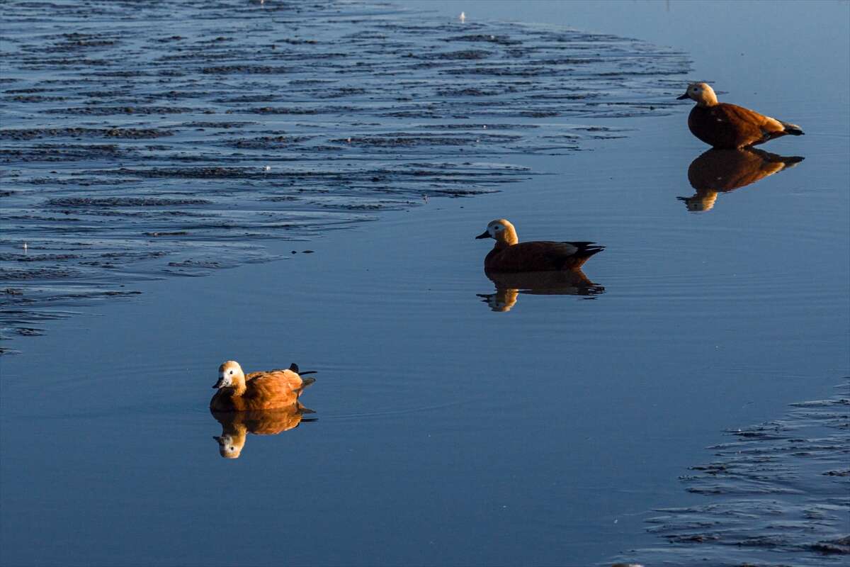 Konya’da doğa ziyafeti 11